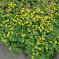 Waldsteinia geoides, gelapptbl�ttrige, nelkenwurz�hnliche Waldsteinie
