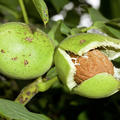 Walnuss Riesennuss Lange van Lod (Juglans regia)