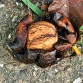 Walnuss Riesennuss Lange van Lod, Juglans regia