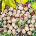 Walnuss Rosette Rote N�sse, Juglans regia