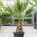 Washingtonia filifera, Stamm, im 45cm Topf, H�he 170cm, Breite 65cm