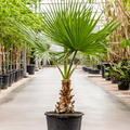 Washingtonia robusta, Stamm, im 42cm Topf, H�he 140cm, Breite 90cm