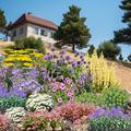 Staudenbeet Zeichnung 'Wasser nein danke' - In der dargestellten Zeichnung werden alle Pflanzen bl�hend gezeigt, was nat�rlich nicht realistisch ist. Tats�chlich ist die Pflanzenliste so gew�hlt, dass �ber einen langen Zeitraum immer etwas bl�ht.
