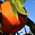 Weidenbl�ttrige Bitterorange Citrus aurantium Salicifolia