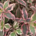 Zwerg-Weigelia 'Monet' (Weigela florida 'Monet')