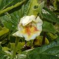 Weigela middendorffiana, Weigelie, Gold-Weigelie, Einzelbl�te 2023-05-28