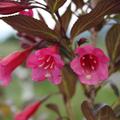Zwergweigelie 'Alexandra' (Weigelia)