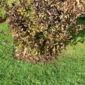 Weigelie 'Alexandra', Weigela 'Alexandra'