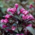 Weigela florida 'Victoria', Weigelie