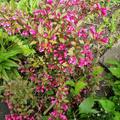 Weigelie 'Victoria', Weigela florida 'Victoria'