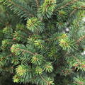 Zwerg-Fichte 'Will's Zwerg' (Picea abies 'Will's Zwerg')