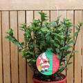 Weihnachtliche Stechpalme 'Little Pirate'� im roten Dekotopf