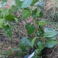 Weisse Maulbeere Bombyx� 'Zuckers�ss', Morus alba