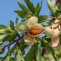 Weisse Krachmandel, Prunus dulcis