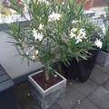 Weisser Oleander 'Mont Blanc' �ber den D�chern K�lner-S�den