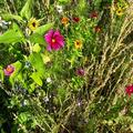 Wildblumenwiese, Wildblumen f�r Trockenwiese 4m2 