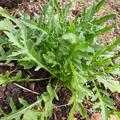 Wilde Rauke 'Grazia', Diplotaxis tenuifolia 'Grazia'