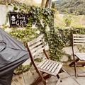 Wilder Wein 'Veitchii', Dreispitz-Jungfernrebe, Einj�hrige Pflanze