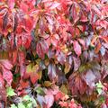 Hecke aus dem Wilden Wein