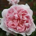 Englische Rose 'Wild Eve'�