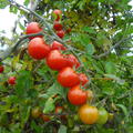 Wildtomate 'Rote Murmel' (Solanum lycopersicum)