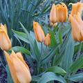 Wildtulpe 'Shogun'�, Tulipa praestans ?Shogun?�