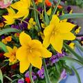 Wildtulpe Tulipa sylvestris, Tulipa sylvestris