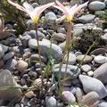 Wildtulpe clusiana var. stellata, Tulipa clusiana var. stellata 