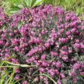 Winterharte Knospenheide Gardengirls� 'Greta' (S), Calluna vulgaris 'Greta'  (S)