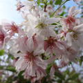 Bl�te der Winterkirsche Autumnalis