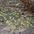 Winterling, Eranthis hyemalis 