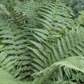 Wurmfarn, Dryopteris filix-mas