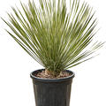 Yucca elata, Stamm, im 31cm Topf, H�he 80cm, Breite 55cm