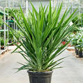 Yucca elephantipes (120-150), Tuff, im 40cm Topf, H�he 135cm, Breite 70cm