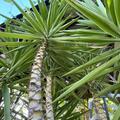Yucca elephantipes (120-150), Yucca elephantipes (120-150)