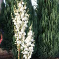 Yucca filamentosa