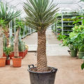 Yucca filifera, Stamm, im 50cm Topf, H�he 160cm, Breite 60cm