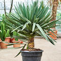 Yucca gloriosa 'Lone Star', Stamm, im 48cm Topf, H�he 140cm, Breite 110cm