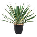 Yucca gloriosa 'Variegata', Busch, im 23cm Topf, H�he 65cm, Breite 60cm