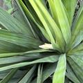 Yucca gloriosa, Kerzen-Palmlilie, Bl�te im September 