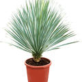 Yucca rostrata (100-110), Stamm (10-20), im 33cm Topf, H�he 105cm, Breite 80cm