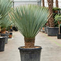 Yucca rostrata (120-140), Stamm 20-30, im 50cm Topf, H�he 130cm, Breite 120cm