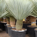 Yucca rostrata (150-160), Stamm 30-40, im 60cm Topf, H�he 155cm, Breite 120cm