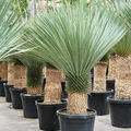 Yucca rostrata (150-180), Stamm (40-60), im 45cm Topf, H�he 165cm, Breite 110cm