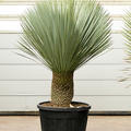 Yucca rostrata (160-170), Stamm 40-50, im 60cm Topf, H�he 165cm, Breite 120cm