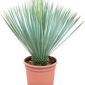 Yucca rostrata (60-70), Stamm, im 28cm Topf, H�he 65cm, Breite 50cm