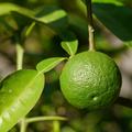Yuzu, Citrus junos, Frucht