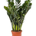 Zamioculcas zamiifolia 'Super Nova', Tuff, im 17cm Topf, H�he 50cm, Breite 35cm