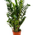 Zamioculcas zamiifolia, Tuff, im 24cm Topf, H�he 100cm, Breite 50cm