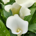 Zantedeschia calla White, weiss, Kalla